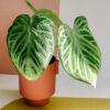 Anthurium Crystallinim Silver